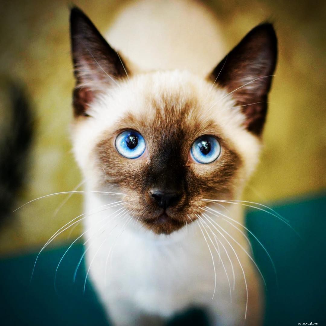 7 Stunning Siamese Cats & Kittens That Will Captivate You