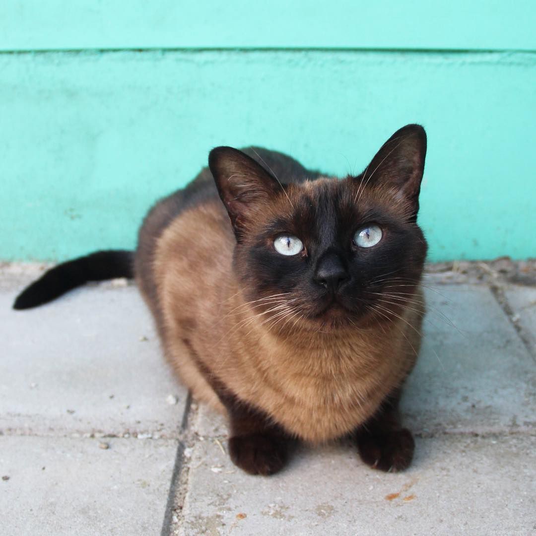 7 Stunning Siamese Cats & Kittens That Will Captivate You