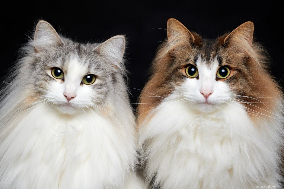 Norwegian Forest Cat: A Comprehensive Breed Guide