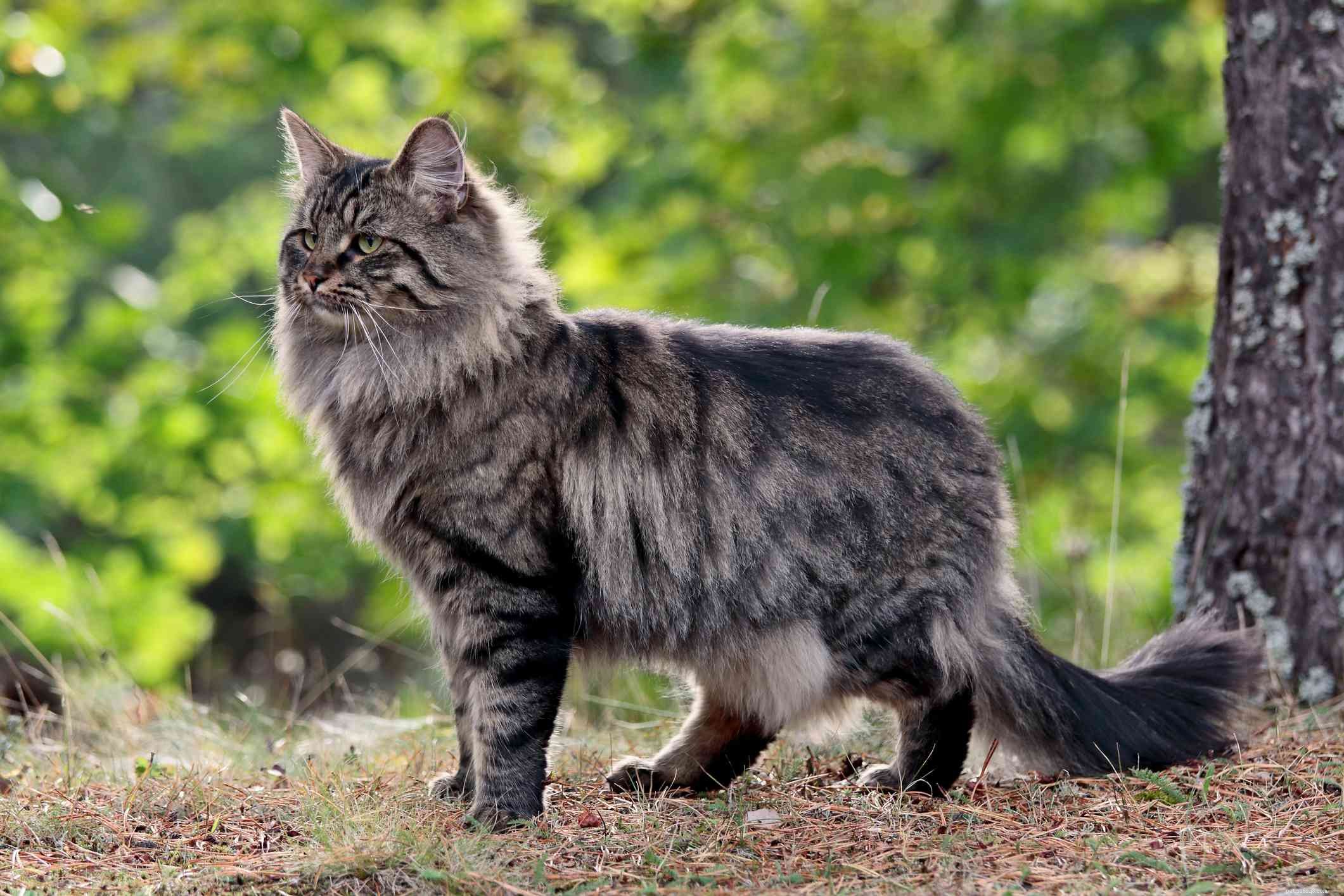 Norwegian Forest Cat: A Comprehensive Breed Guide