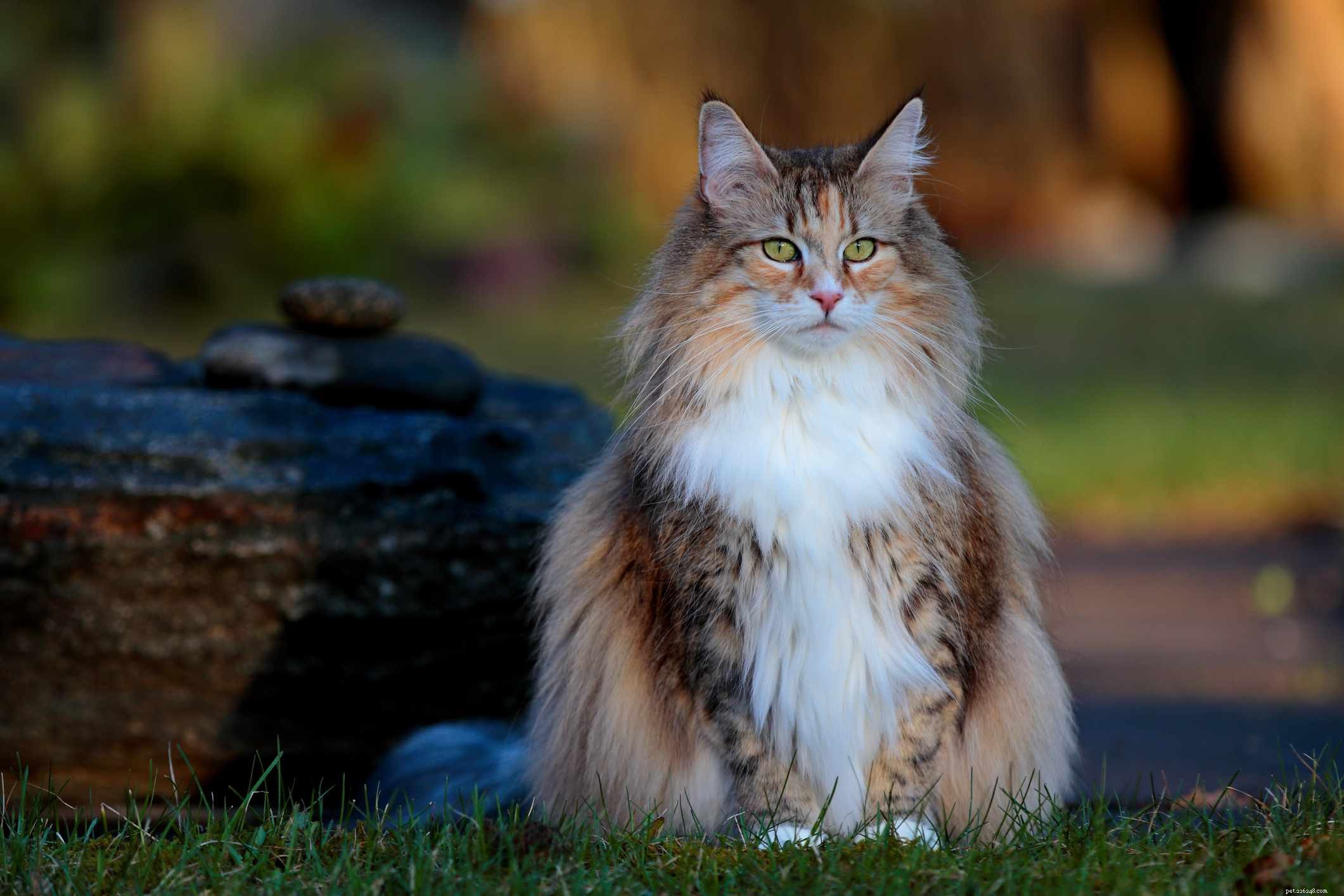 Norwegian Forest Cat: A Comprehensive Breed Guide