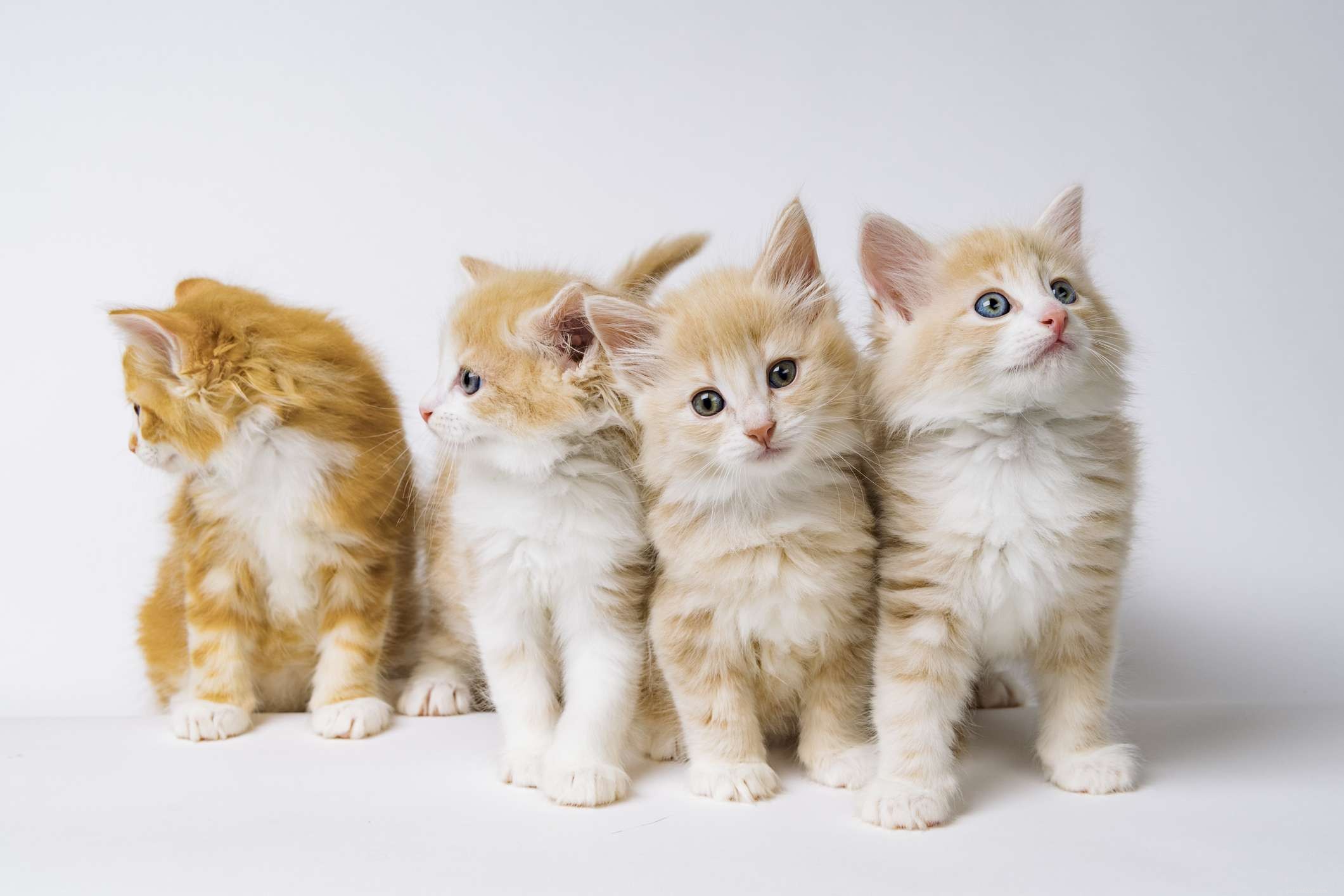 Norwegian Forest Cat: A Comprehensive Breed Guide