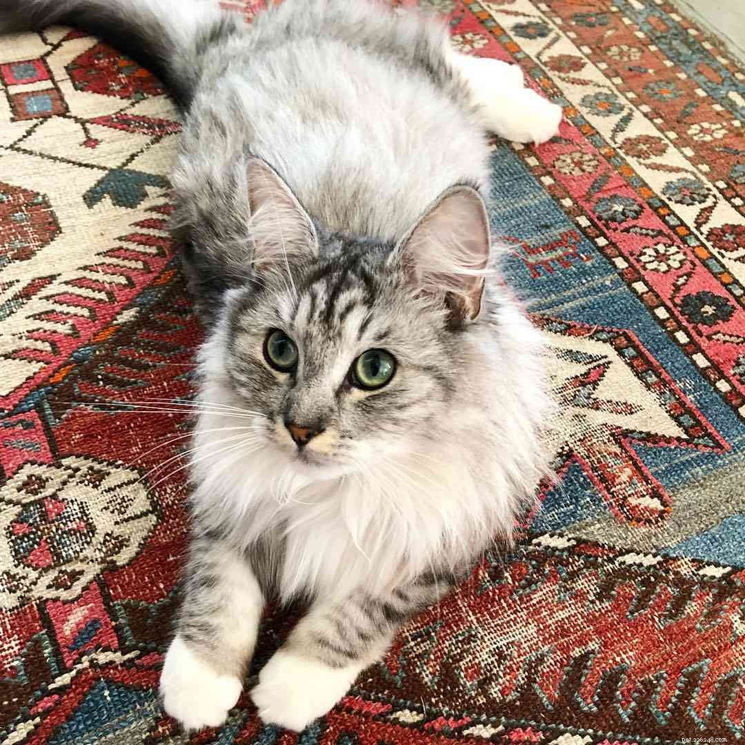 8 Charming Norwegian Forest Cats: Stunning Images & Fun Facts