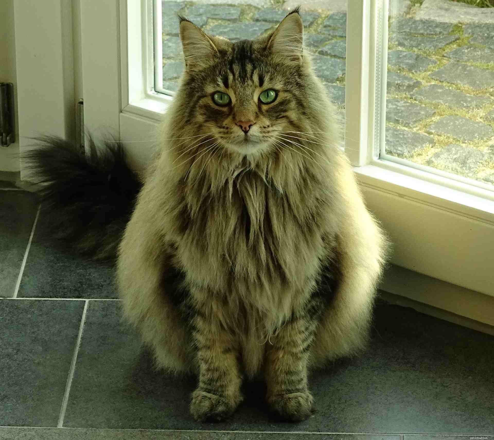 8 Charming Norwegian Forest Cats: Stunning Images & Fun Facts