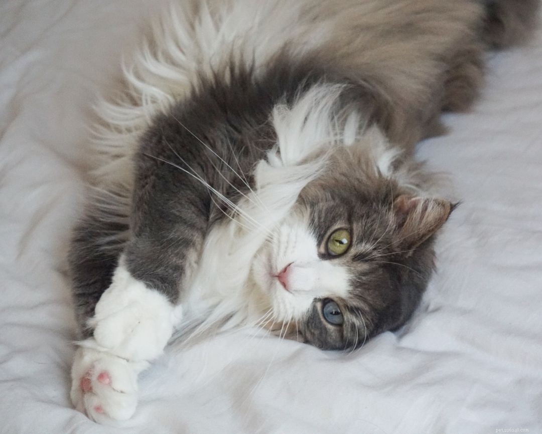 8 Charming Norwegian Forest Cats: Stunning Images & Fun Facts