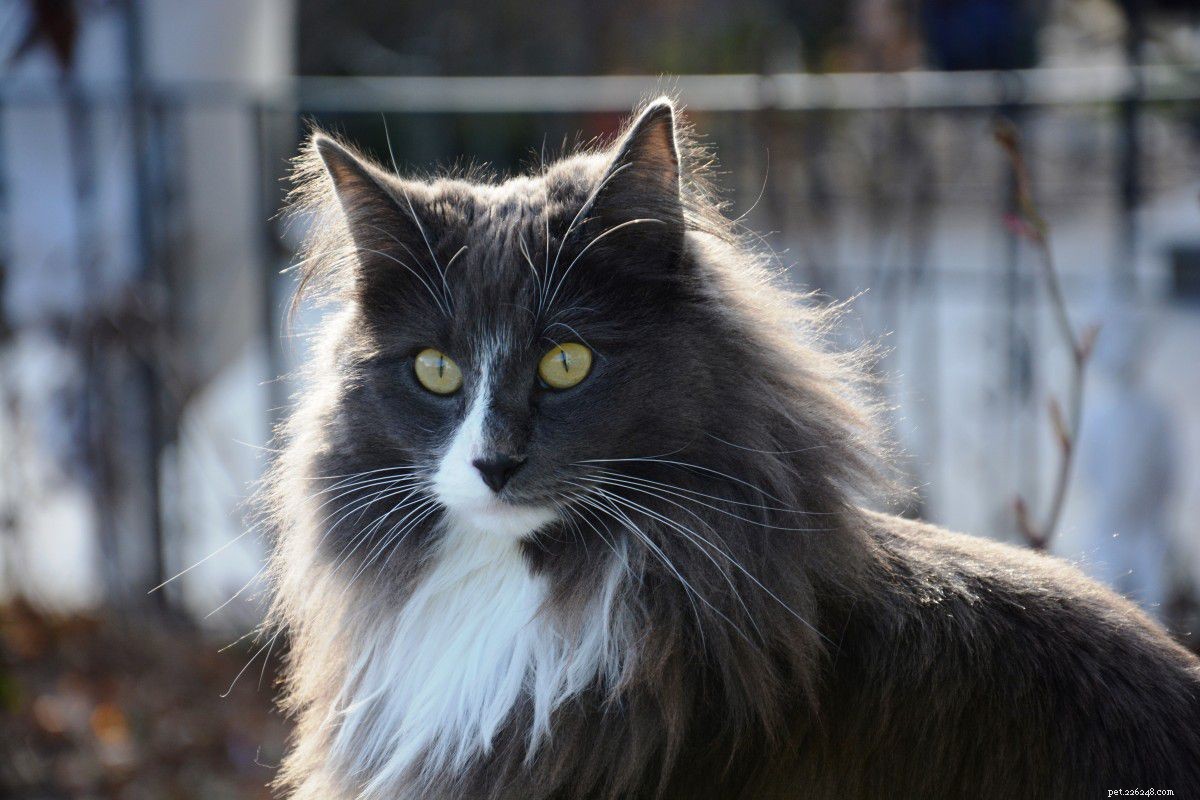 8 Charming Norwegian Forest Cats: Stunning Images & Fun Facts