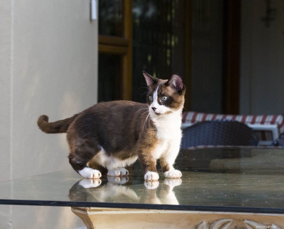 Munchkin Cat Breed Profile: History, Care & Health Insights