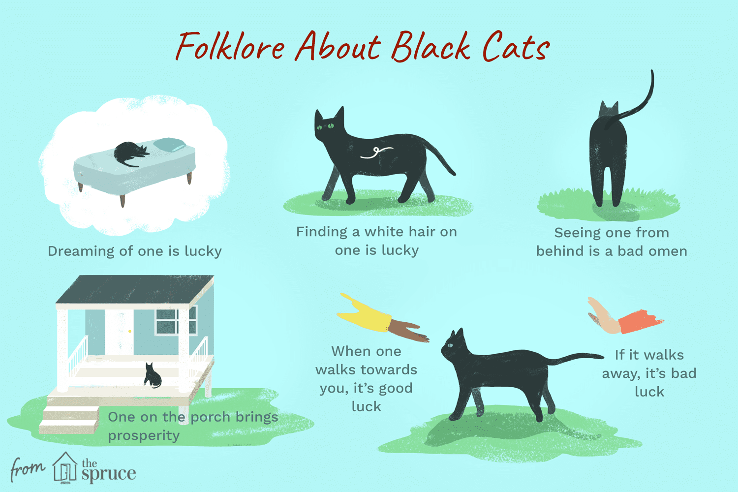 Unveiling the Truth: Debunking Myths & Superstitions About Black Cats