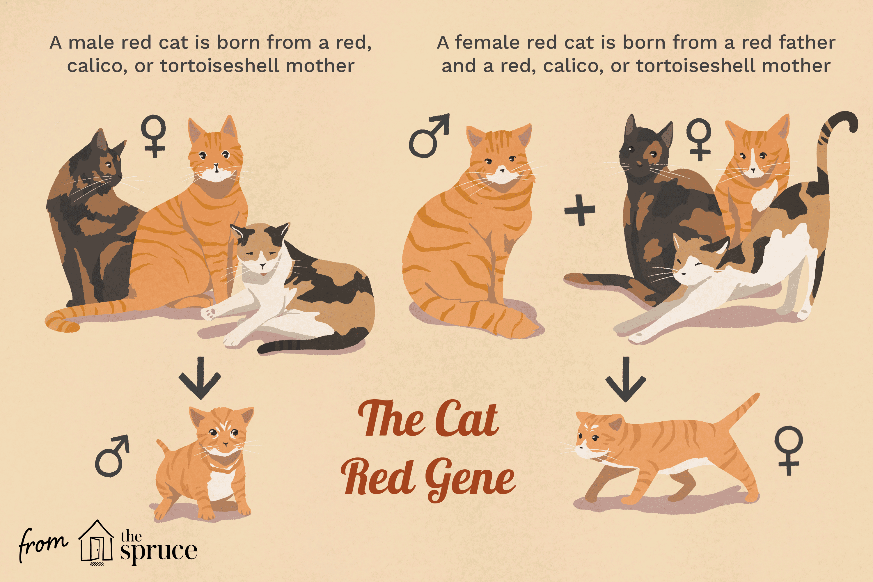 The Ultimate Guide to Red Tabby Cats: Traits, Care, and Breeds