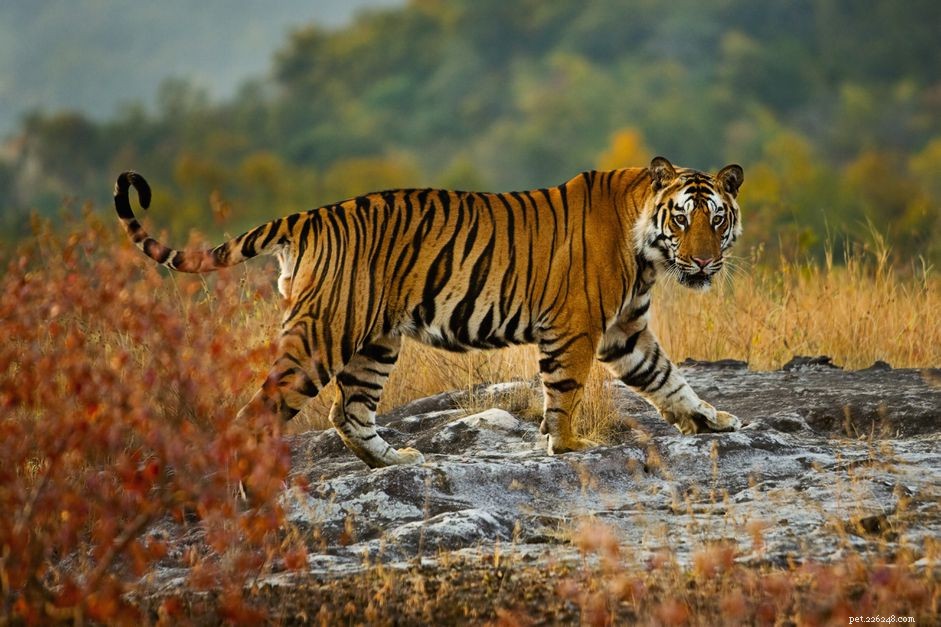 Is Owning a Big Cat as a Pet Worth It? Legalities, Care, and Risks Explained