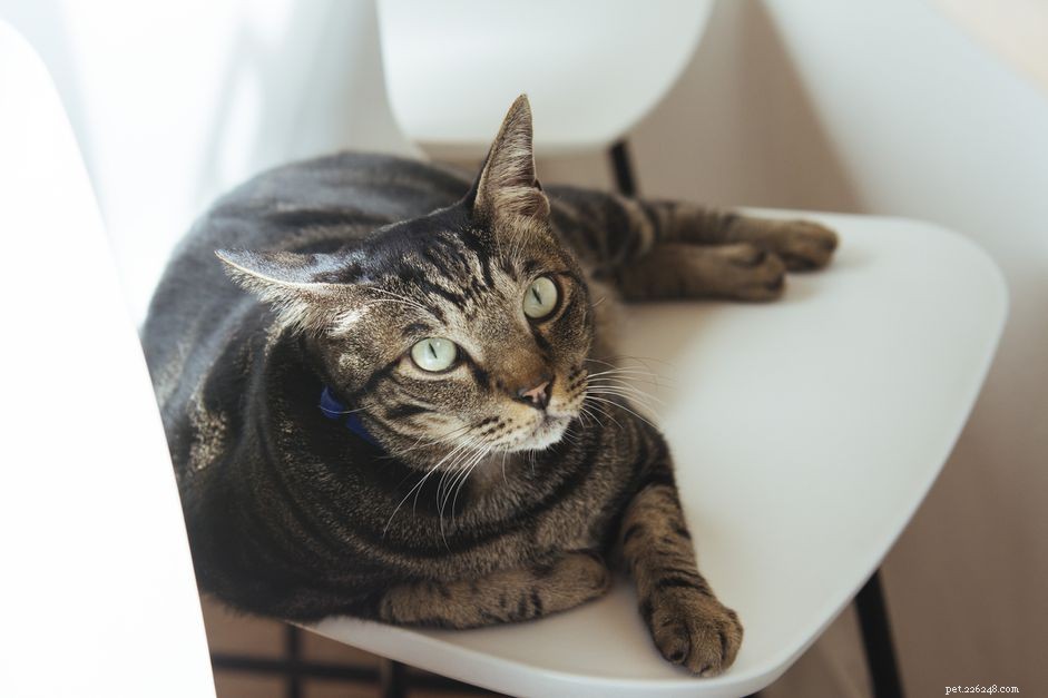 Domestic Mixed-Breed Cats (Moggies): Comprehensive Breed Profile & Care Guide