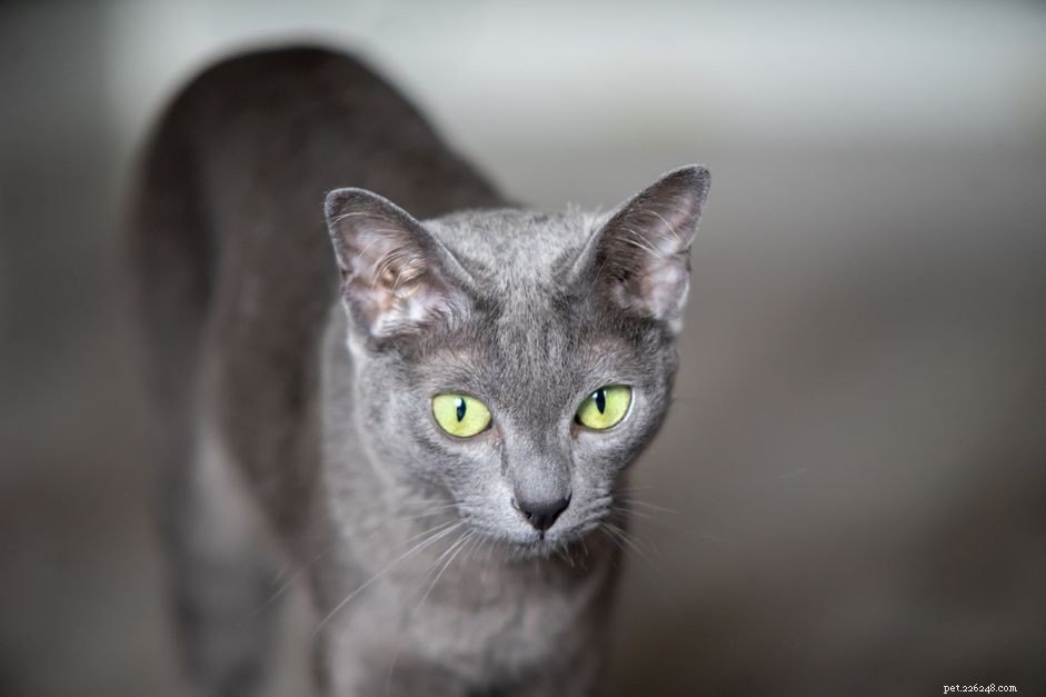 Discover the Korat Cat: A Stunning Thai Breed with Silver-Blue Coat & Charming Personality