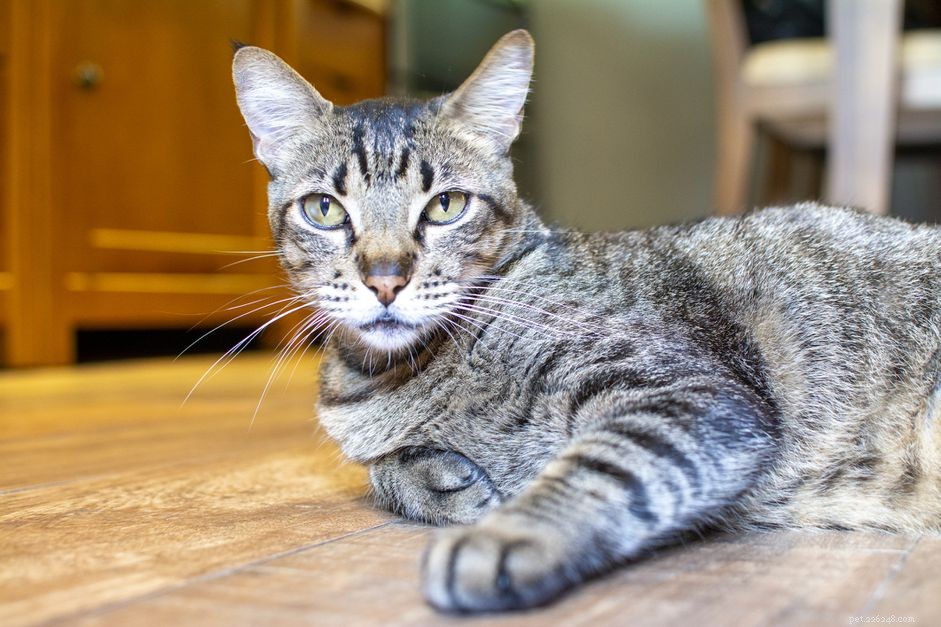 Brazilian Shorthair: In-Depth Cat Breed Profile