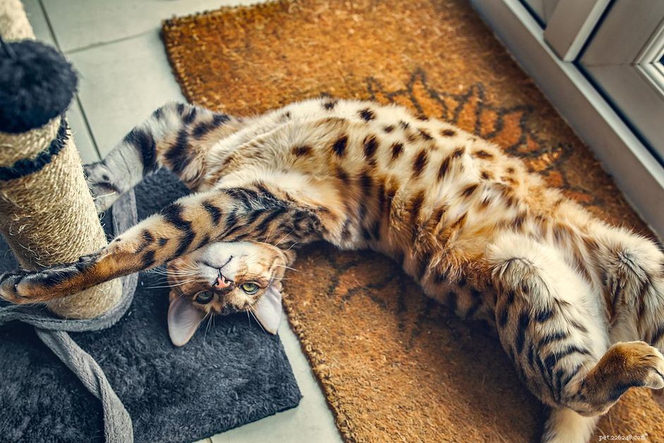 7 Unique Hybrid Cat Breeds with Wild Features