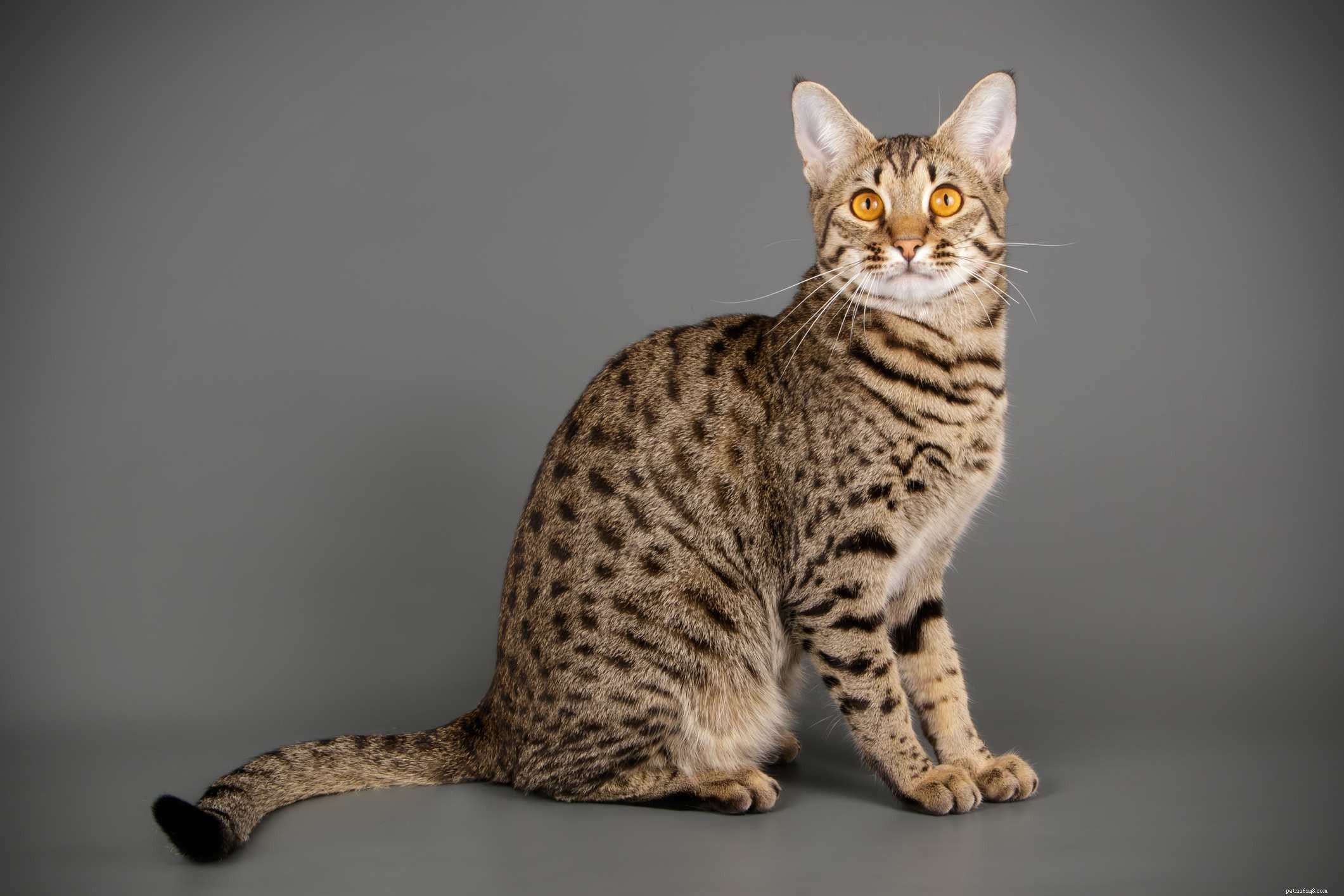 7 Unique Hybrid Cat Breeds with Wild Features