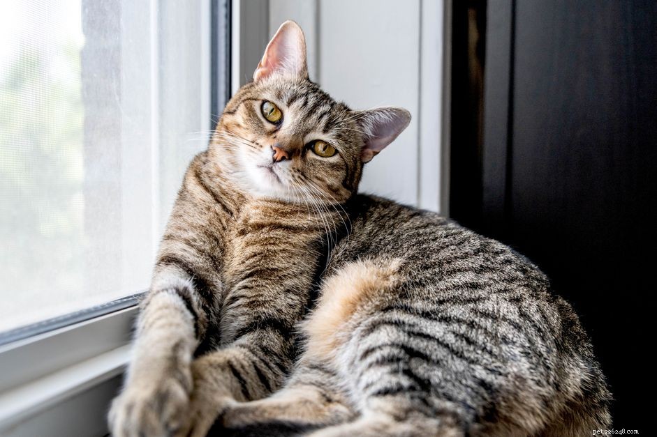 Uncovering the Origins of Tabby Cats: A Historical Insight