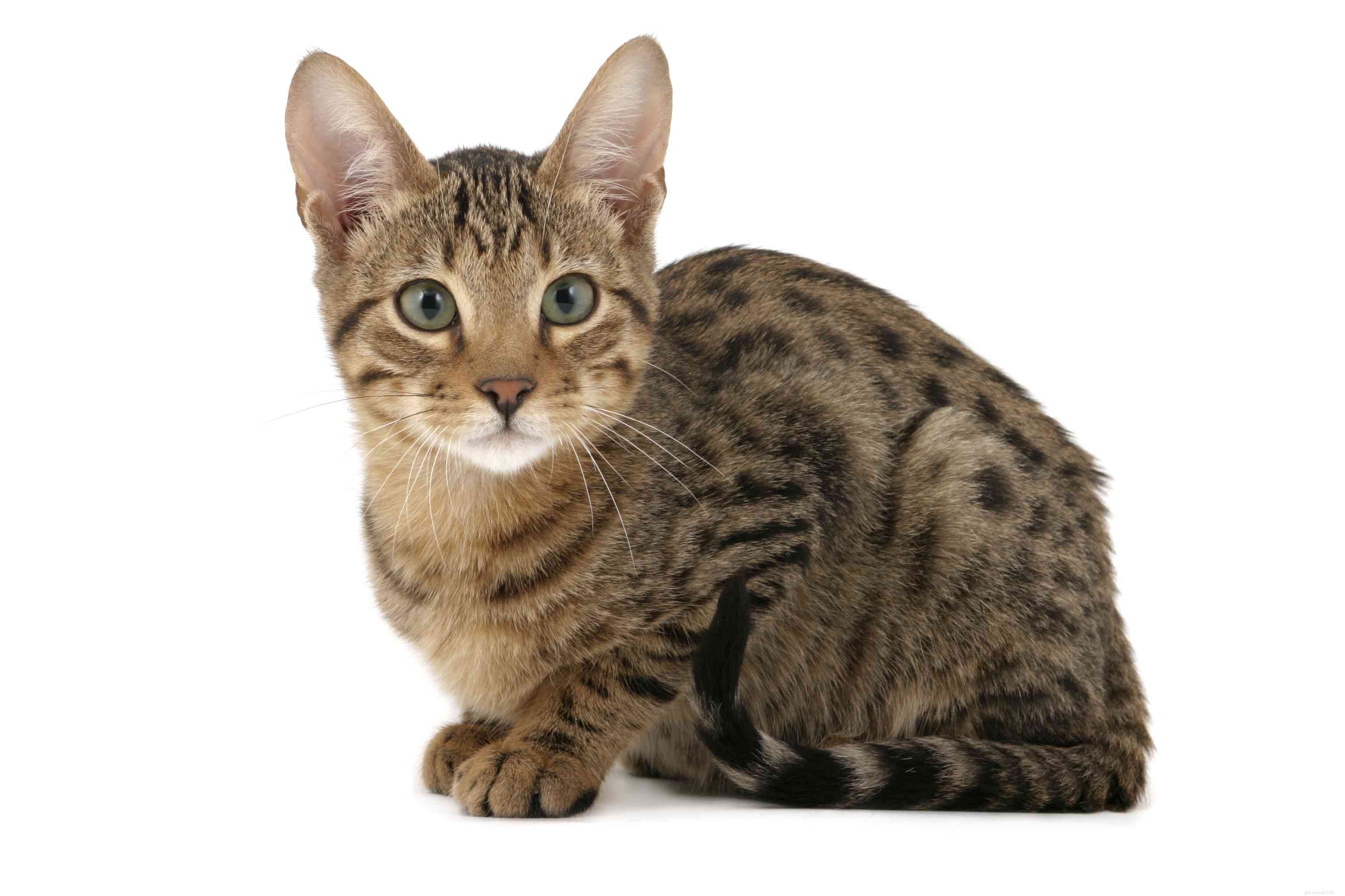 7 Unique Hybrid Cat Breeds with Wild Features