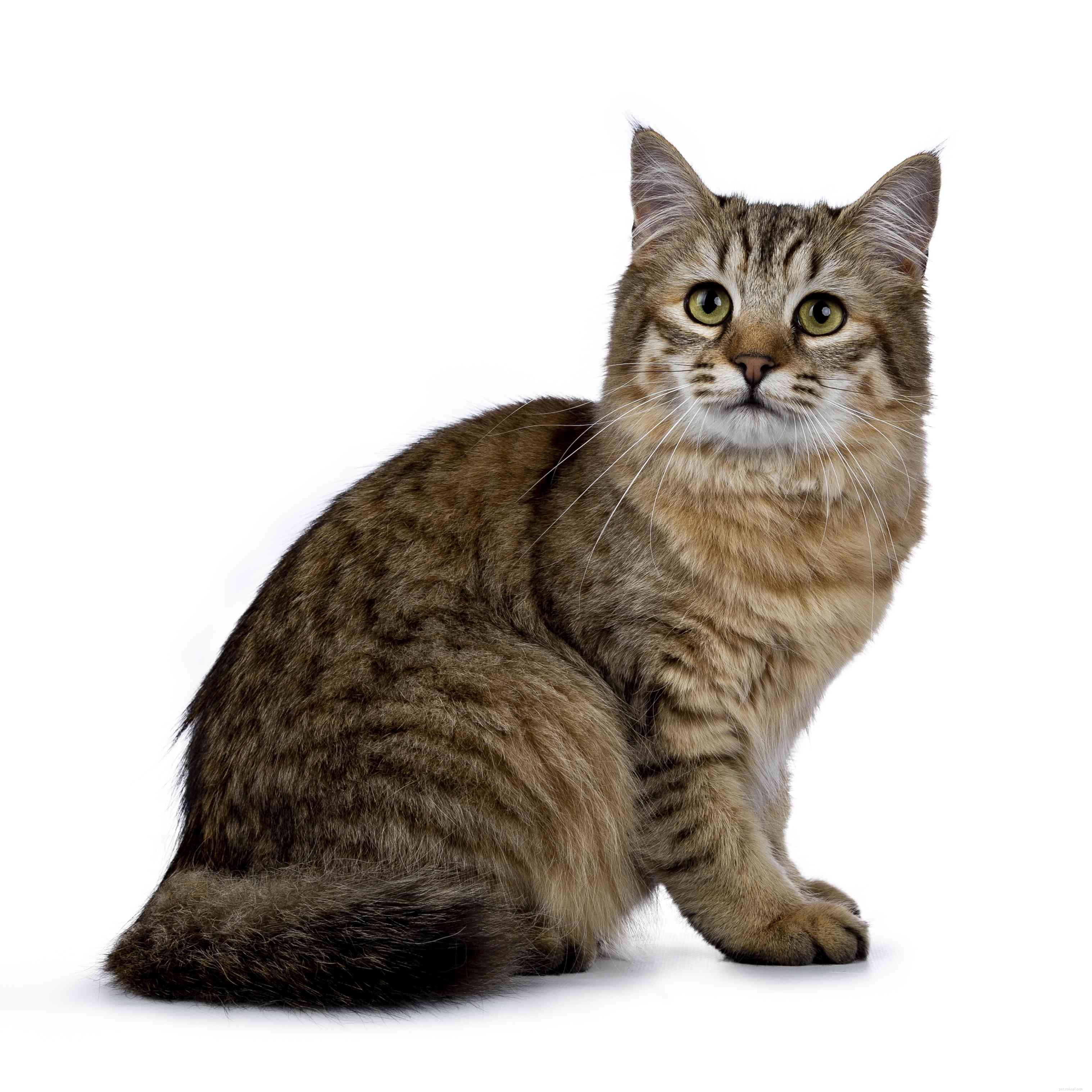 7 Unique Hybrid Cat Breeds with Wild Features