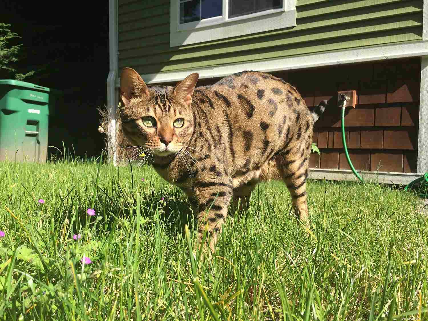 7 Unique Hybrid Cat Breeds with Wild Features