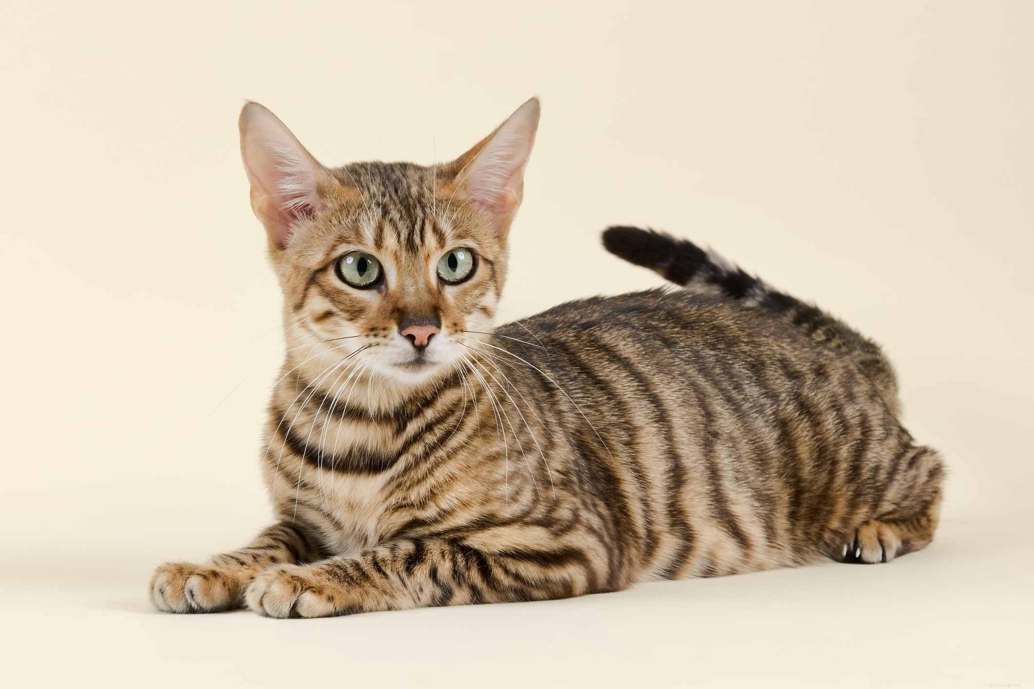 7 Unique Hybrid Cat Breeds with Wild Features