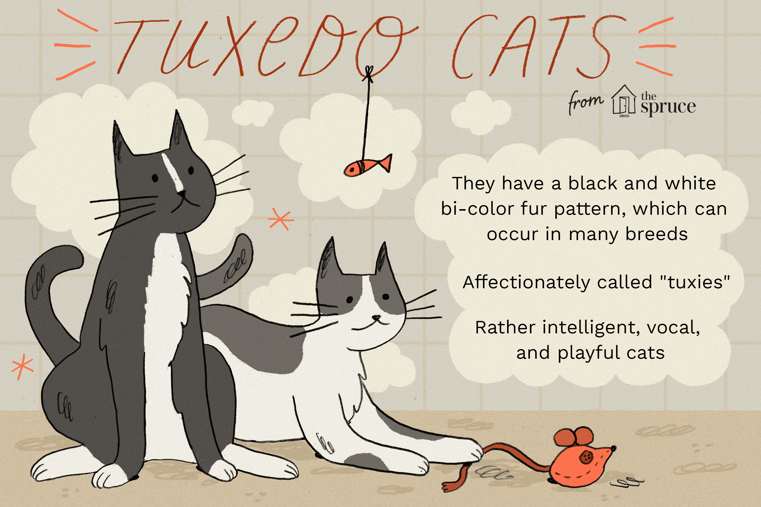 Tuxedo Cats: Breed Profile, Care, Health & Grooming Guide
