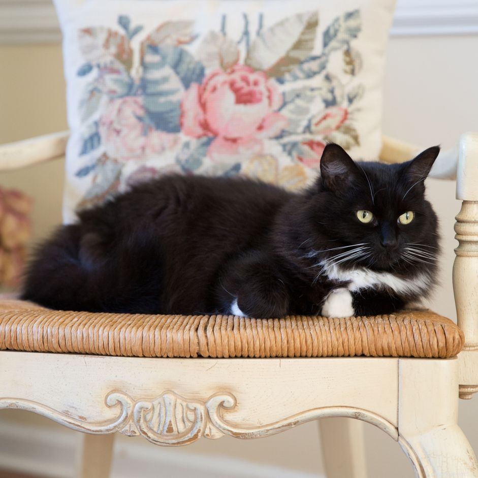 Tuxedo Cats: Breed Profile, Care, Health & Grooming Guide