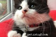 Tuxedo Cats: Breed Profile, Care, Health & Grooming Guide