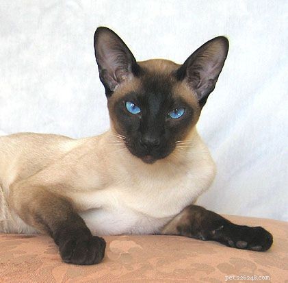 Siamese Cats: A Curated Picture Gallery of Elegant Feline Beauty