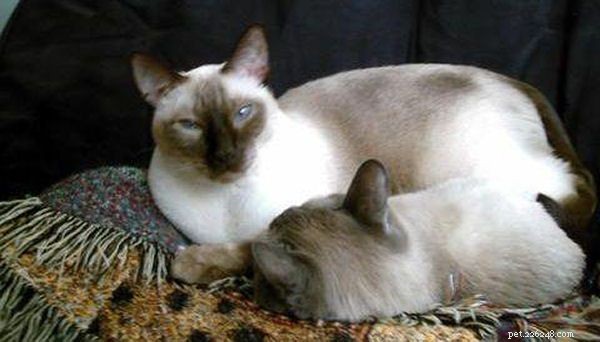 Siamese Cats: A Curated Picture Gallery of Elegant Feline Beauty