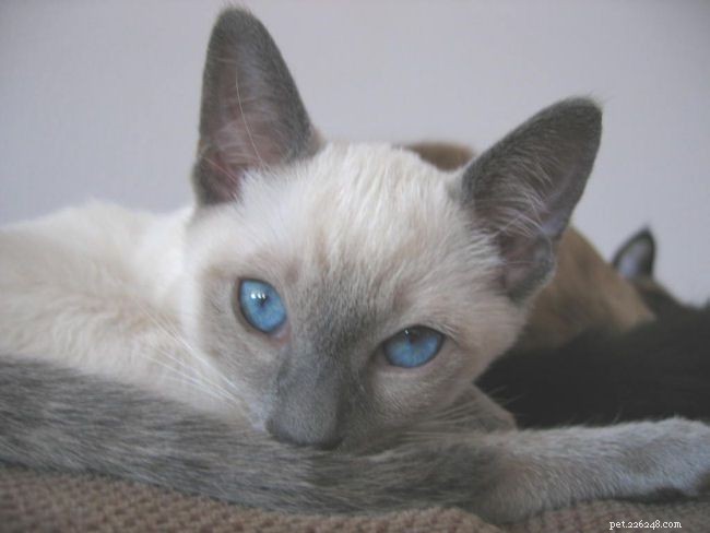 Siamese Cats: A Curated Picture Gallery of Elegant Feline Beauty