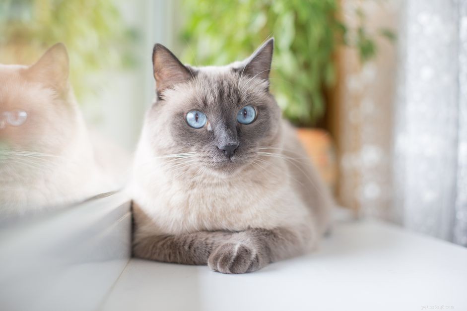 Siamese Cats: A Curated Picture Gallery of Elegant Feline Beauty