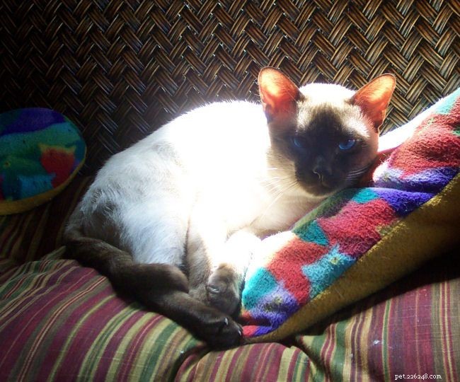Siamese Cats: A Curated Picture Gallery of Elegant Feline Beauty