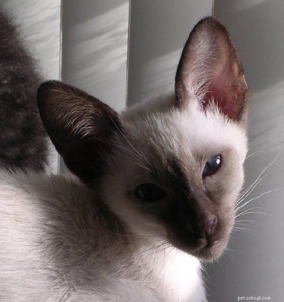 Siamese Cats: A Curated Picture Gallery of Elegant Feline Beauty