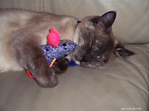 Siamese Cats: A Curated Picture Gallery of Elegant Feline Beauty