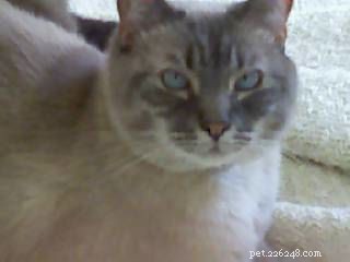 Siamese Cats: A Curated Picture Gallery of Elegant Feline Beauty