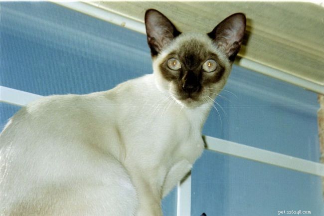 Siamese Cats: A Curated Picture Gallery of Elegant Feline Beauty