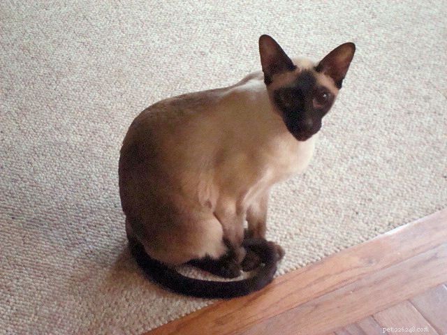 Siamese Cats: A Curated Picture Gallery of Elegant Feline Beauty