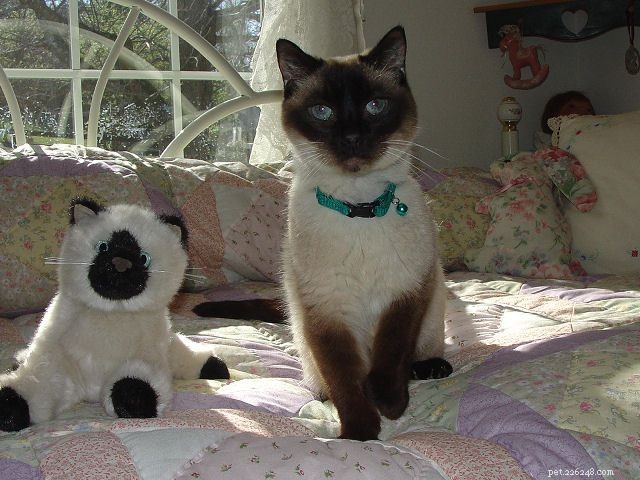 Siamese Cats: A Curated Picture Gallery of Elegant Feline Beauty