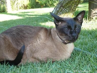 Siamese Cats: A Curated Picture Gallery of Elegant Feline Beauty