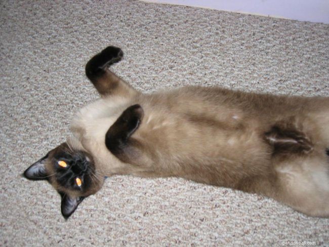 Siamese Cats: A Curated Picture Gallery of Elegant Feline Beauty