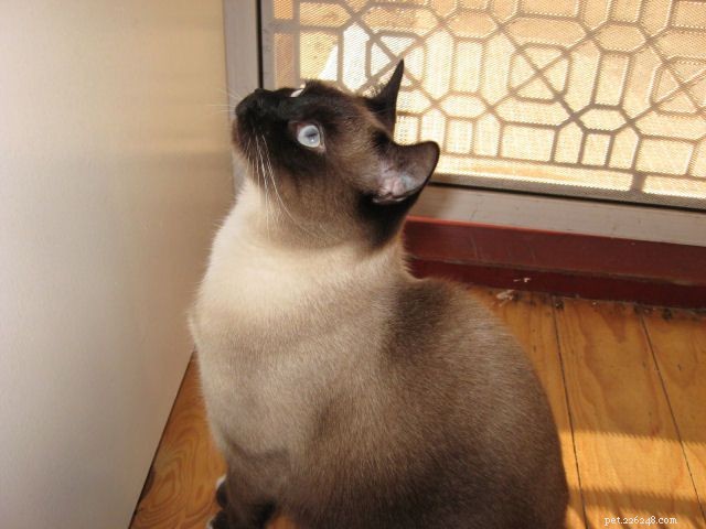 Siamese Cats: A Curated Picture Gallery of Elegant Feline Beauty