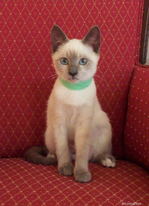 Siamese Cats: A Curated Picture Gallery of Elegant Feline Beauty
