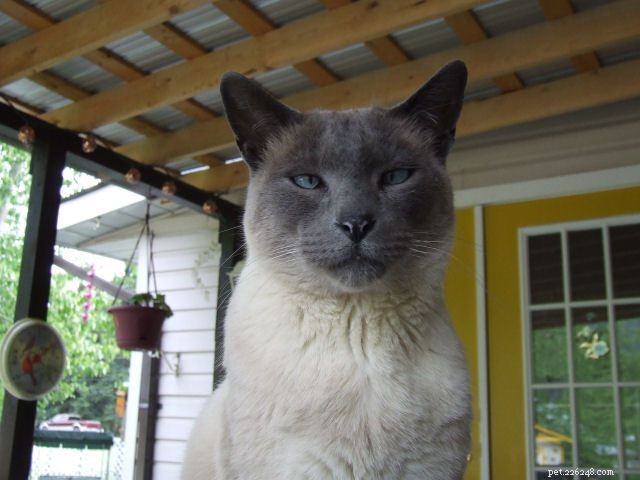 Siamese Cats: A Curated Picture Gallery of Elegant Feline Beauty