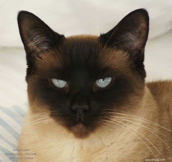 Siamese Cats: A Curated Picture Gallery of Elegant Feline Beauty