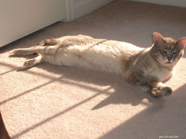 Siamese Cats: A Curated Picture Gallery of Elegant Feline Beauty
