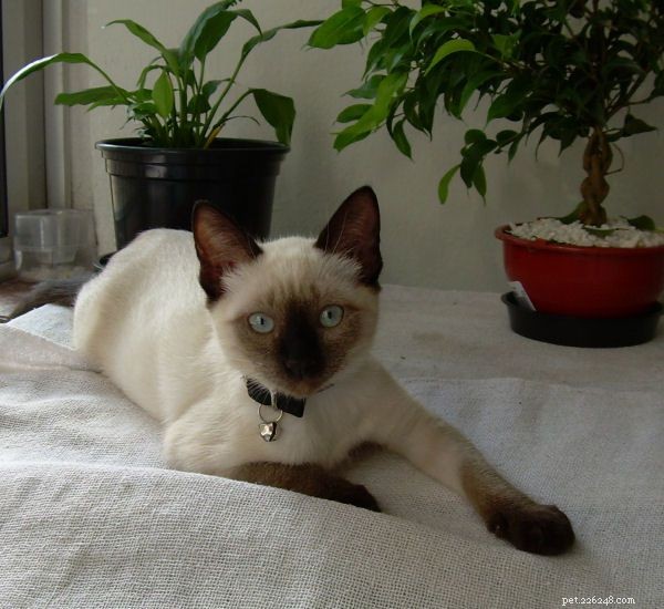 Siamese Cats: A Curated Picture Gallery of Elegant Feline Beauty