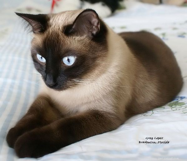 Siamese Cats: A Curated Picture Gallery of Elegant Feline Beauty