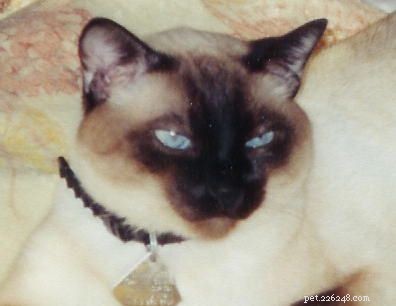 Siamese Cats: A Curated Picture Gallery of Elegant Feline Beauty
