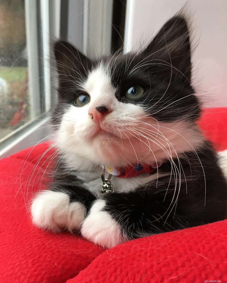 14 Adorable Tuxedo Cats and Kittens: Charming Facts & Adoption Tips