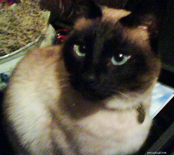Siamese Cats: A Curated Picture Gallery of Elegant Feline Beauty